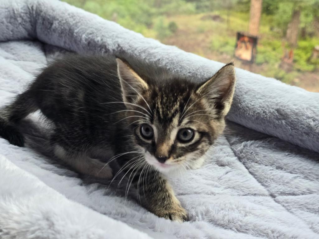 Looking For New Home Kittens photo 8
