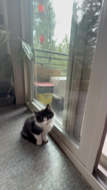 Looking For New Home Kittens