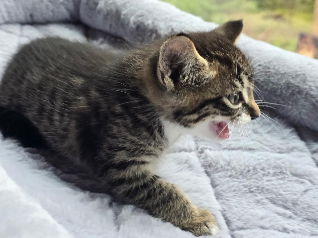 Looking For New Home Kittens photo 9