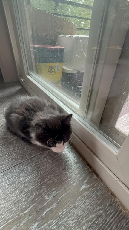 Looking For New Home Kittens photo 16