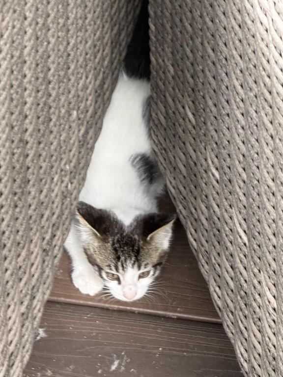Looking For New Home Kittens photo 14