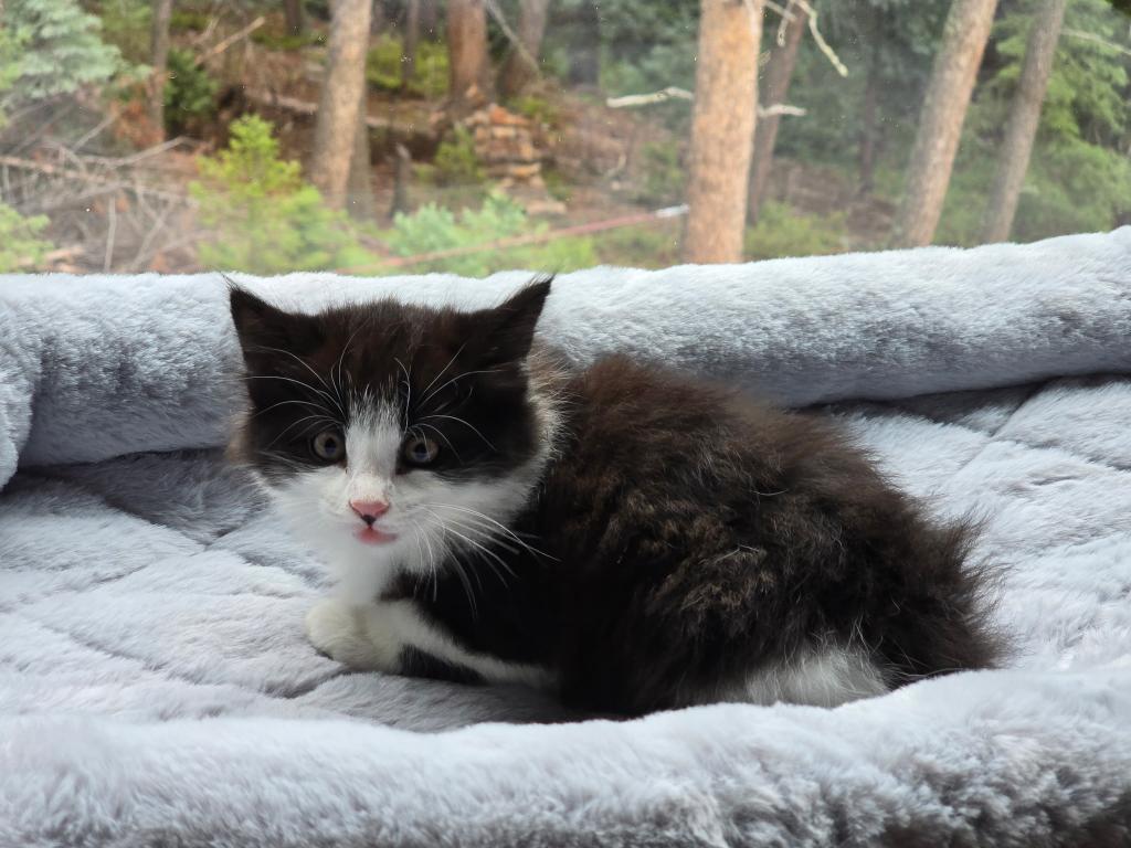 Looking For New Home Kittins