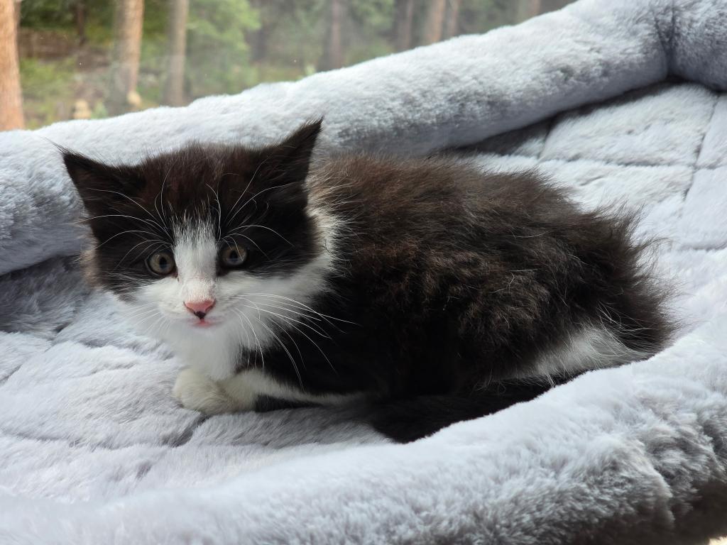 Looking For New Home Kittins photo 6