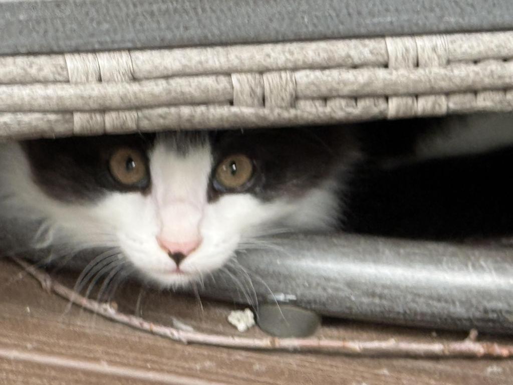 Looking For New Home Kittins photo 3