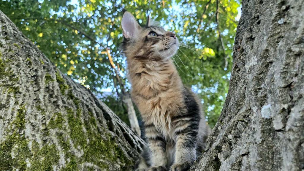 Sander Maine Coon Male photo 7