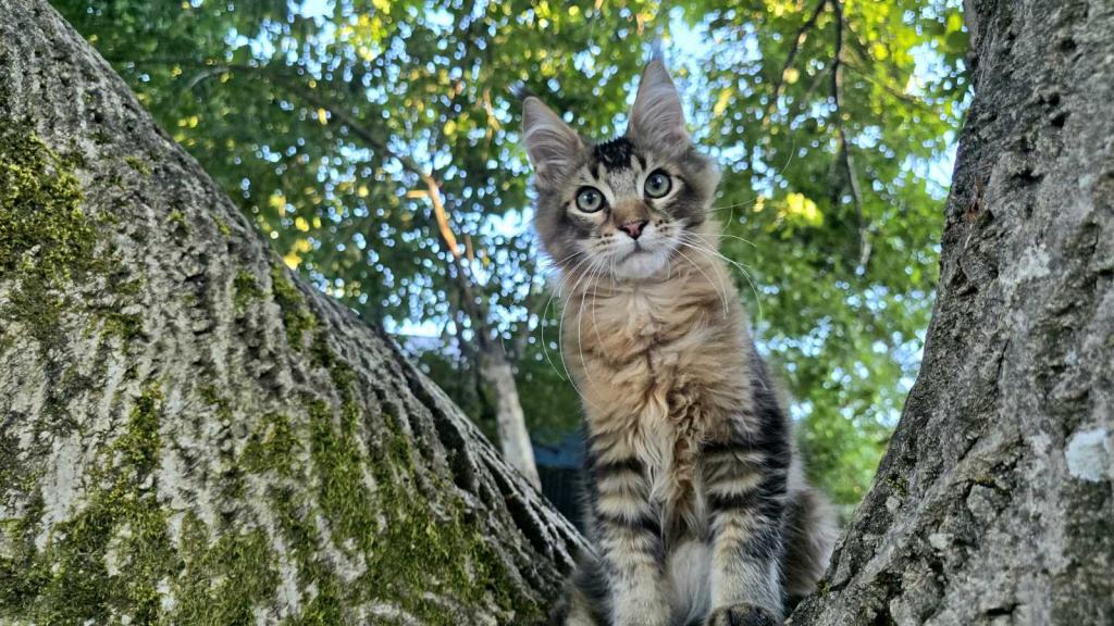 Sander Maine Coon Male photo 8