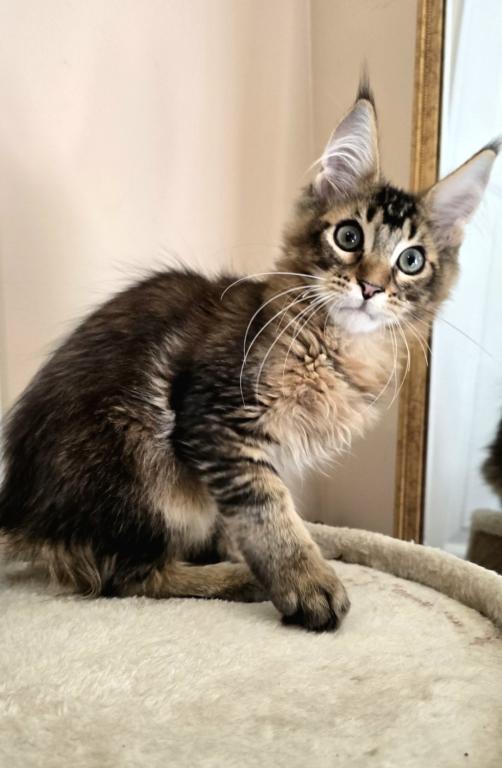 Sander Maine Coon Male photo 6
