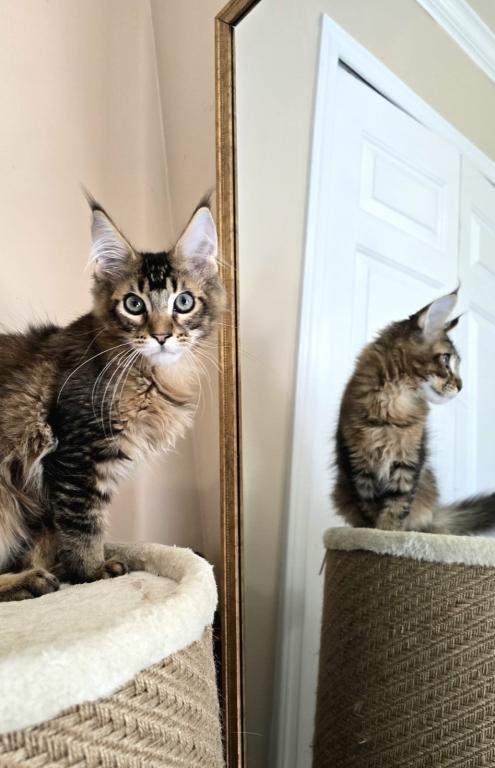 Sander Maine Coon Male photo 5