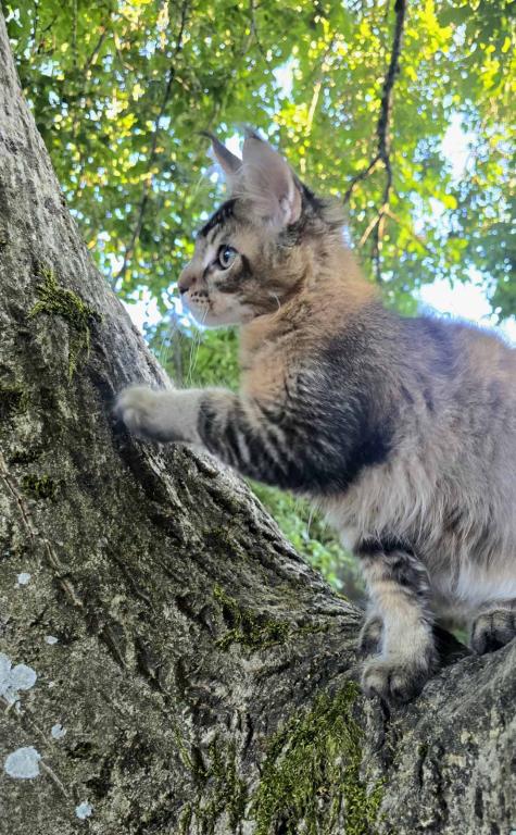 Sander Maine Coon Male photo 3