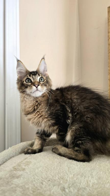 Sander Maine Coon Male