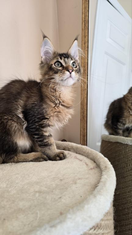 Sander Maine Coon Male photo 4