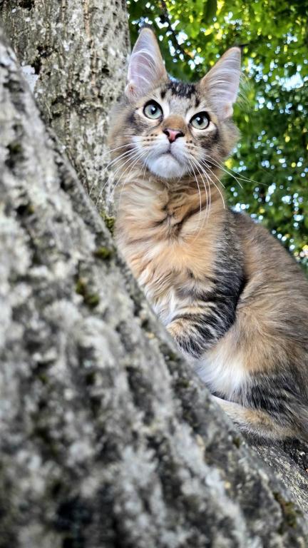 Sander Maine Coon Male photo 2