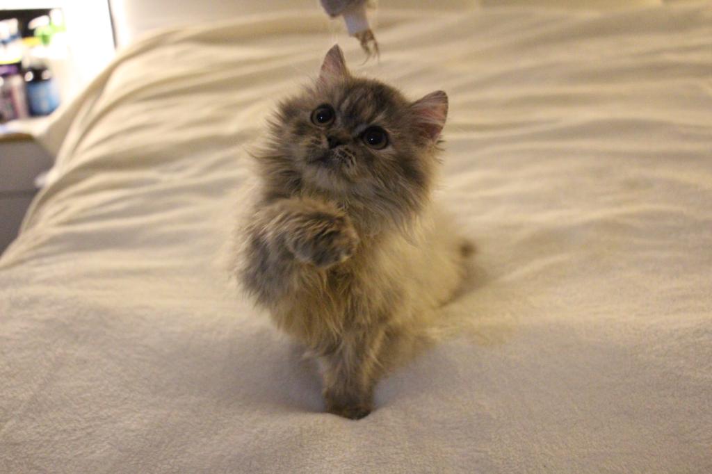 Mimi photo 11