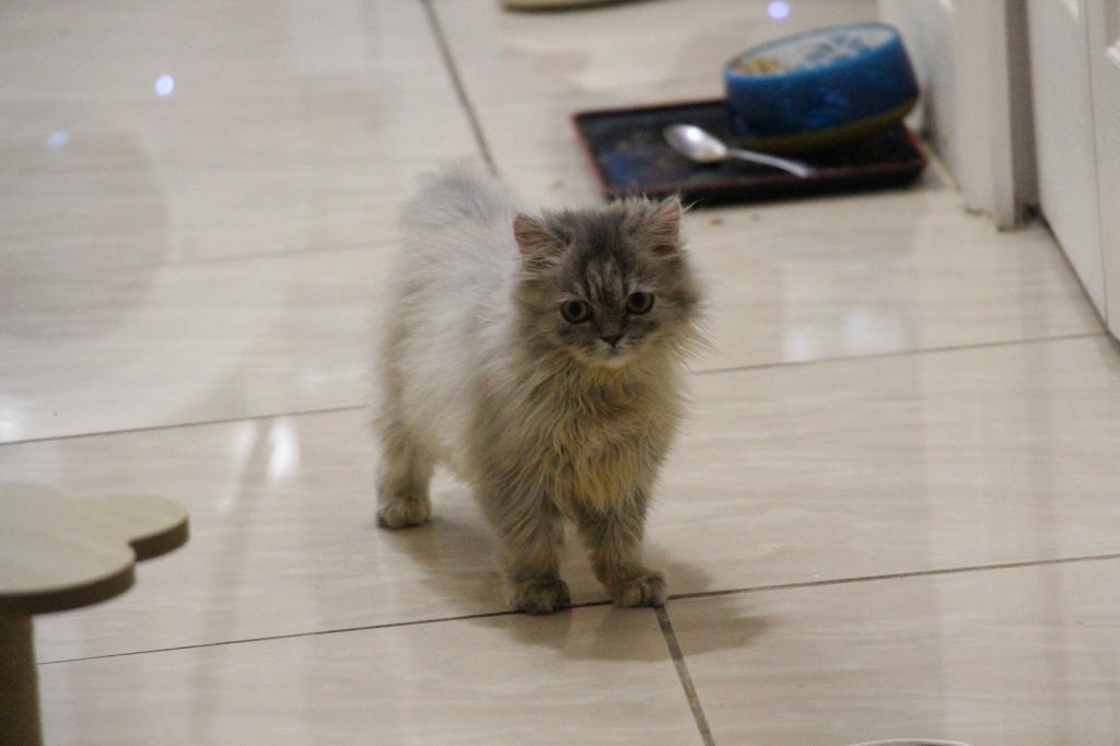Mimi photo 2
