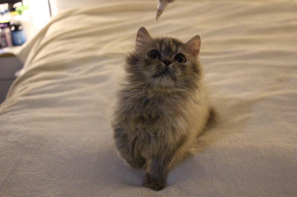 Mimi photo 10