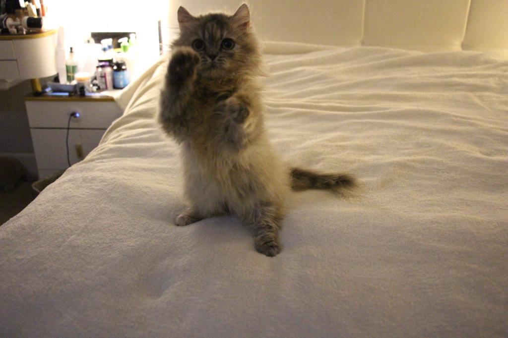Mimi photo 9