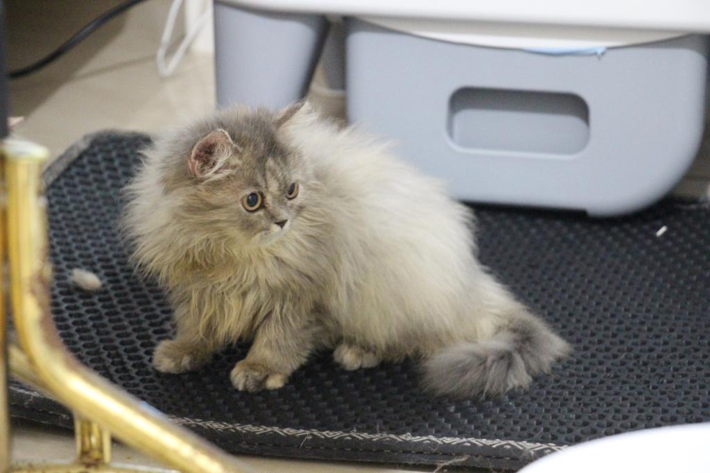 Mimi photo 8