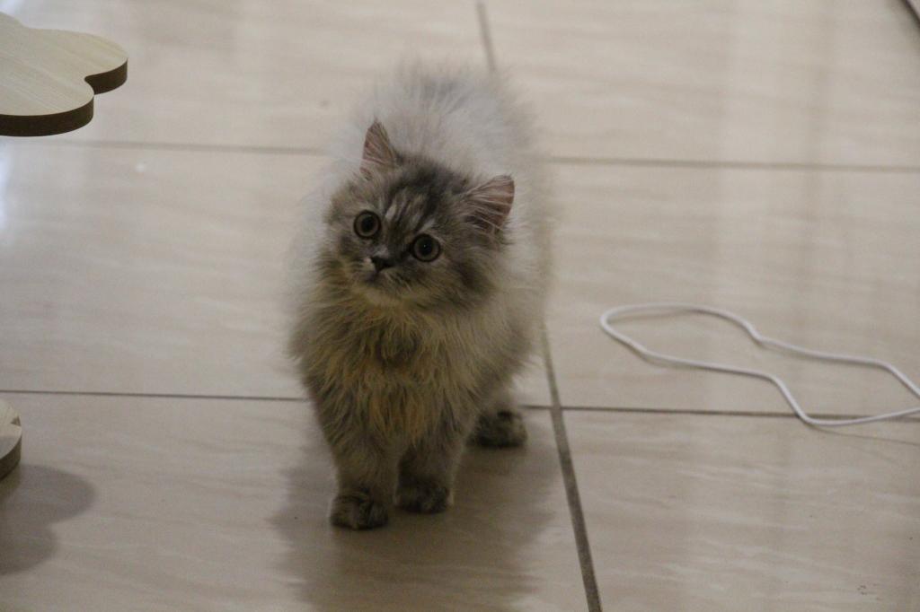 Mimi photo 1