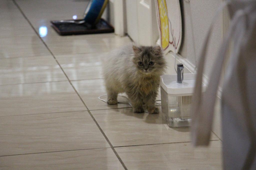 Mimi photo 7