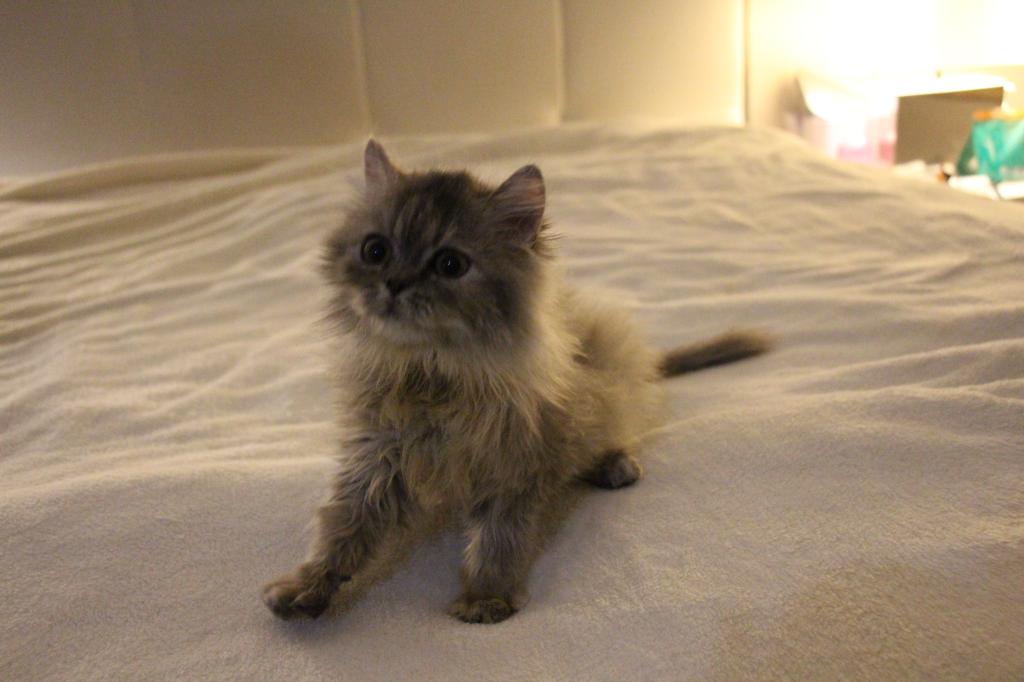 Mimi photo 12