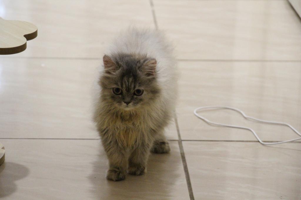 Mimi photo 5
