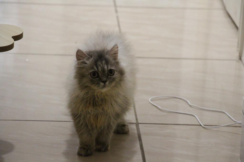 Mimi photo 4