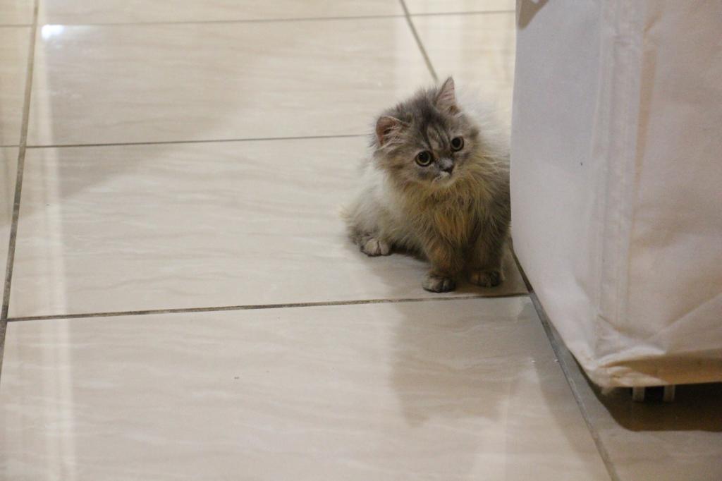 Mimi photo 6