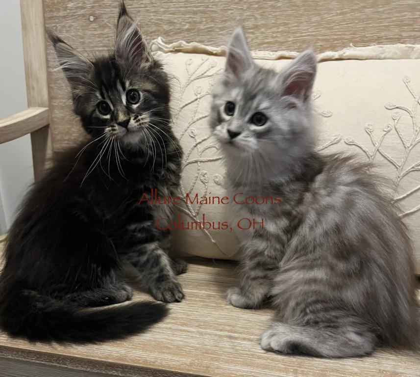Gwen Of Luna And Emmett photo 7