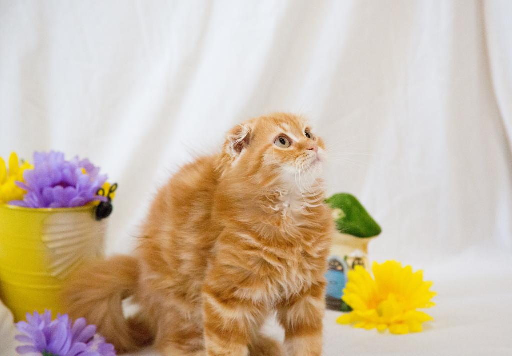 Peach's Baby photo 4