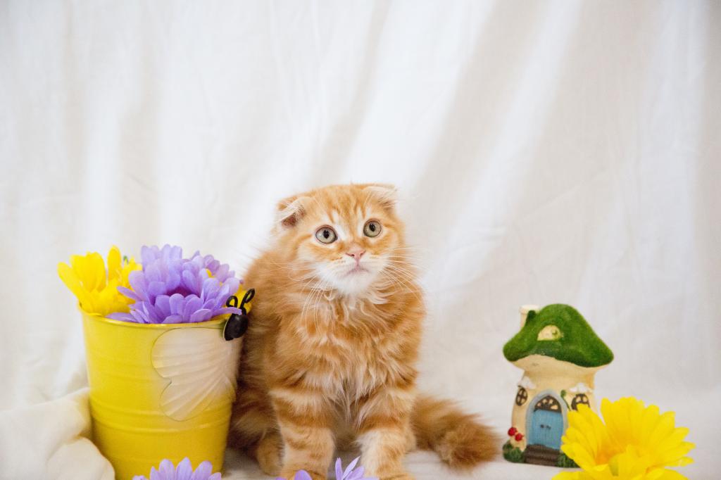 Peach's Baby photo 6