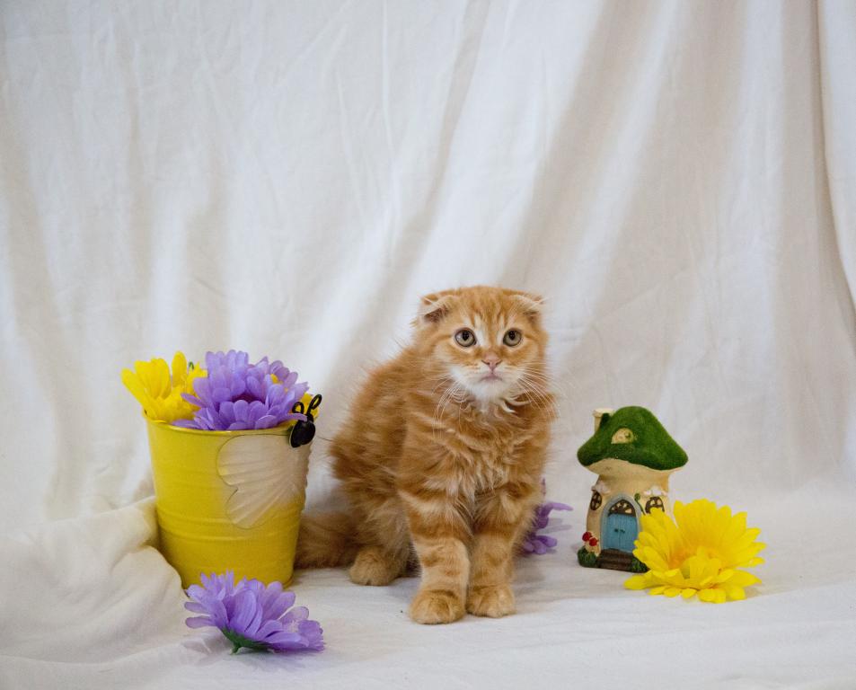 Peach's Baby photo 2