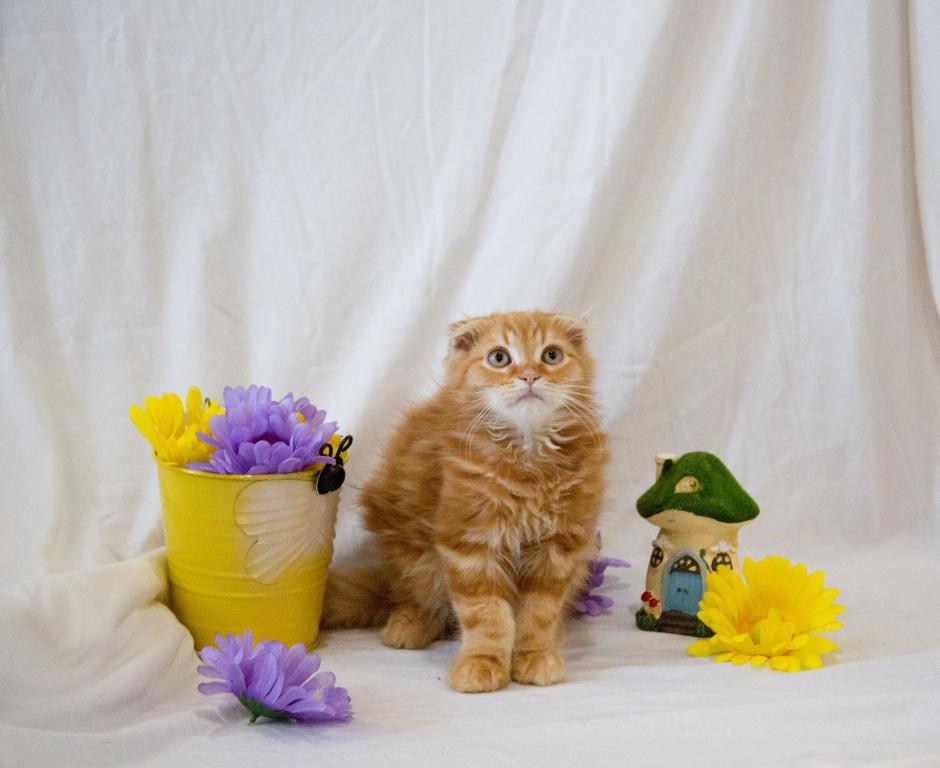 Peach's Baby photo 3