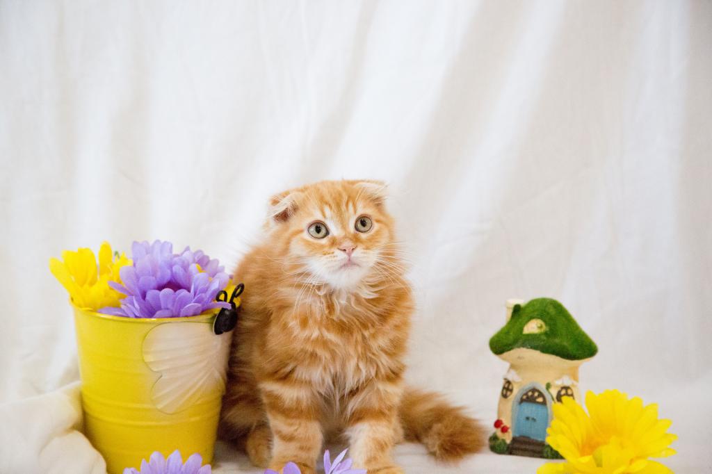 Peach's Baby photo 1