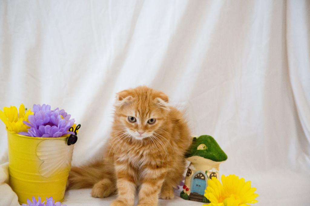 Peach's Baby photo 5