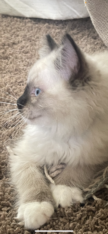 Bluie photo 3
