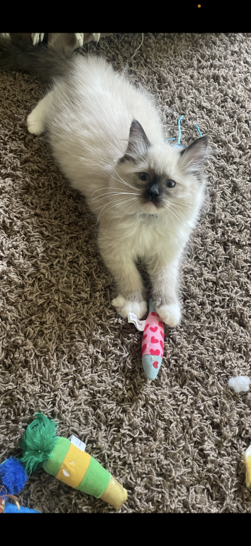 Bluie photo 2