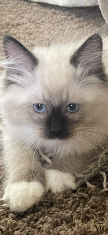 Bluie photo 4