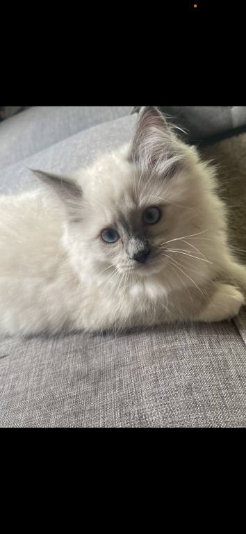 Bluie photo 1
