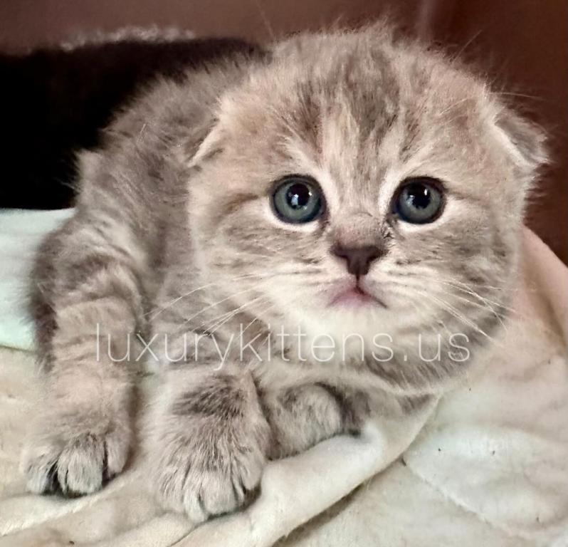 Blue Calico Scottish Fold Female photo 2