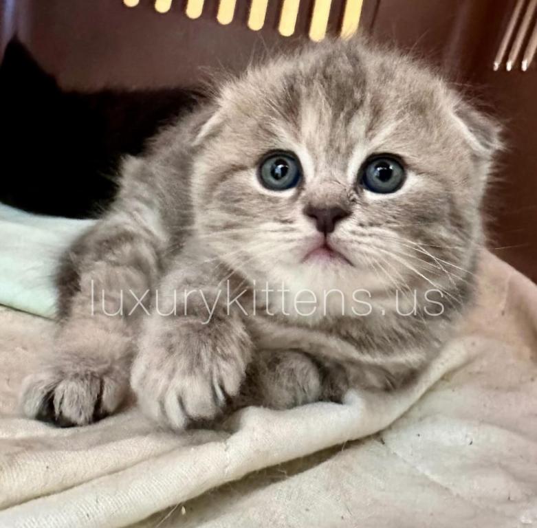 Blue Calico Scottish Fold Female photo 3