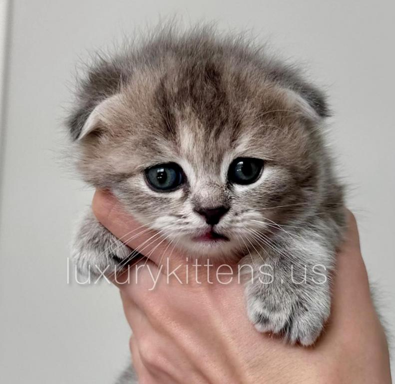 Blue Calico Scottish Fold Female photo 1