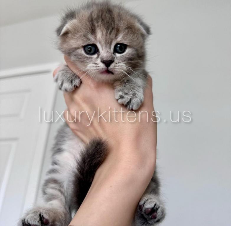 Blue Calico Scottish Fold Female photo 4
