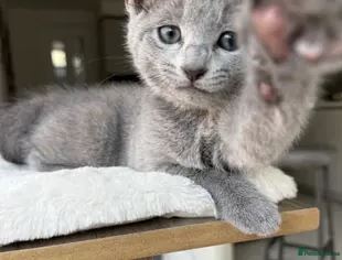 Male Kitten Russian Blue photo 2