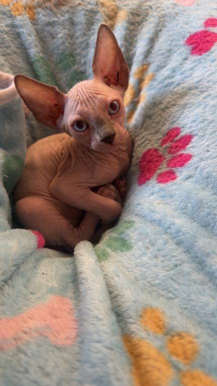 Pinky photo 3