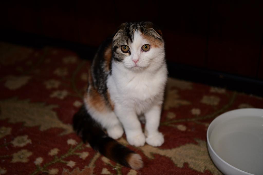 Gianna photo 4