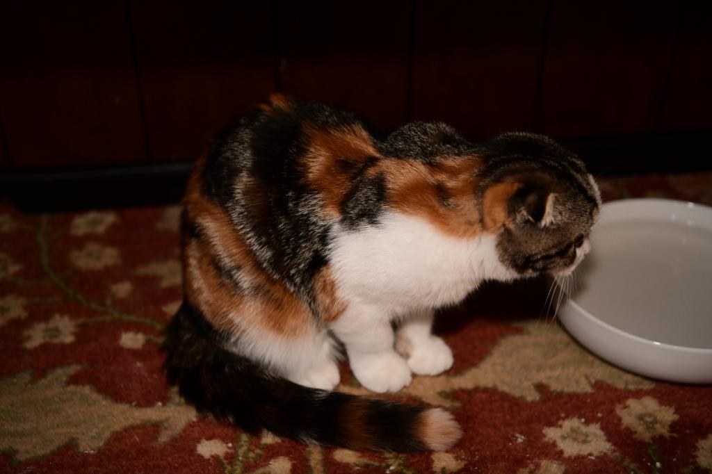 Gianna photo 5