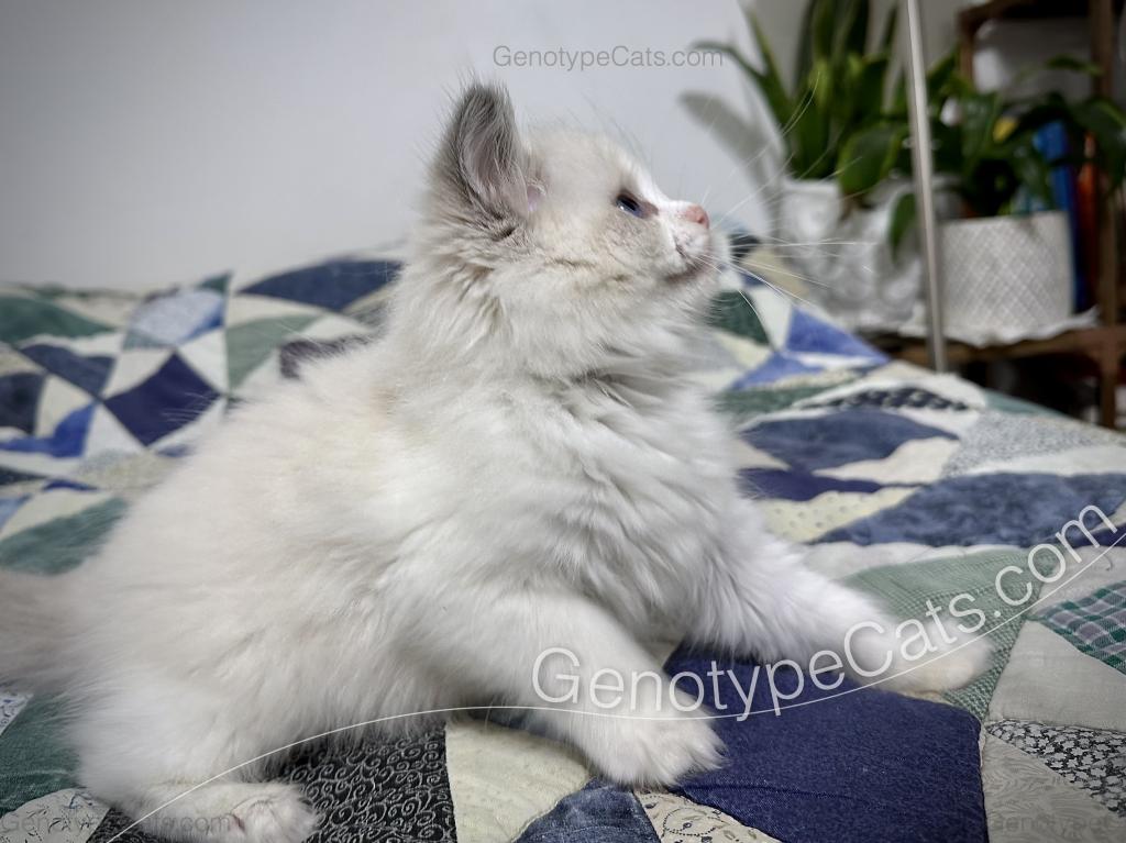 Merope photo 25