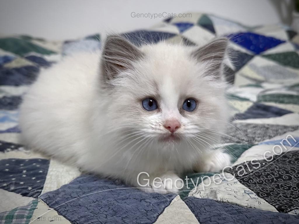 Merope photo 8
