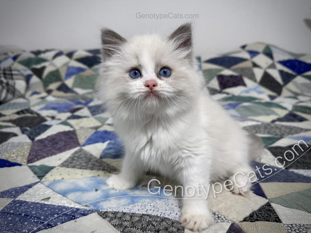 Merope photo 2