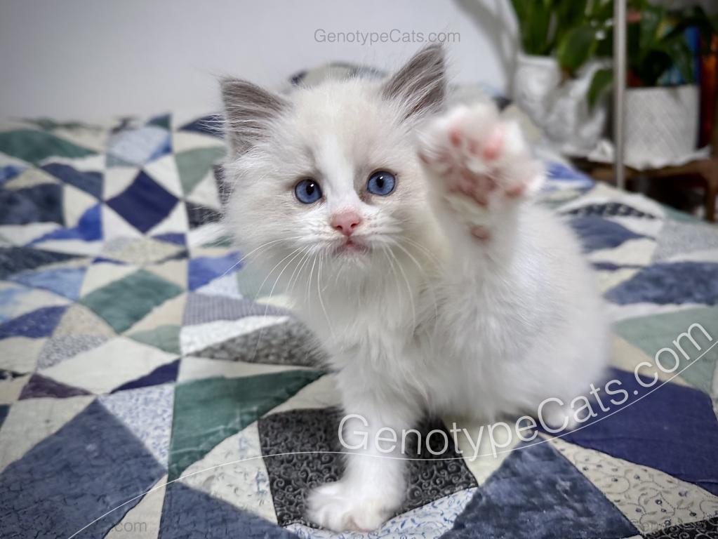 Merope photo 12